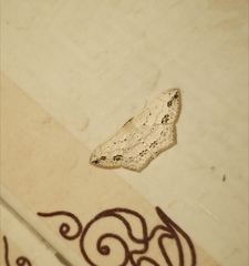 Scopula pulchellata agg