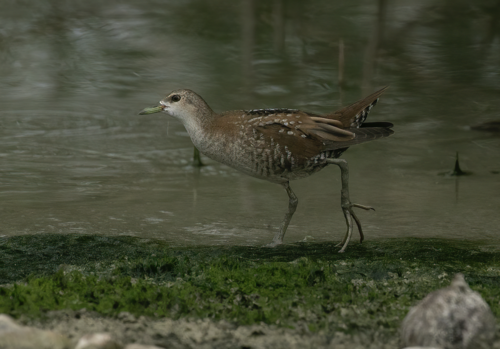 Polluela bastarda (Zapornia parva)