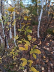 Chamaecytisus ruthenicus