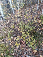 Chamaecytisus ruthenicus