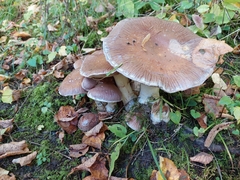 Cortinarius praestans
