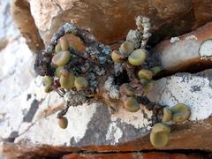 Tylecodon bodleyae