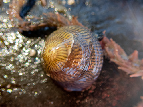 Grey Topshell