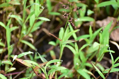 Agriocnemis keralensis