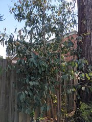 Eucalyptus ovata