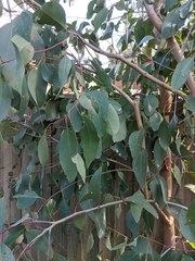Eucalyptus ovata