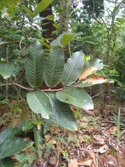 Shorea robusta