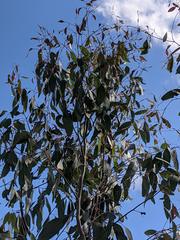 Eucalyptus ovata