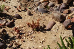 Crassula bergioides