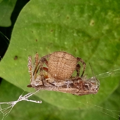 Pararaneus cyrtoscapus