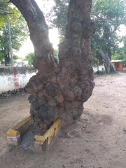 Madhuca longifolia