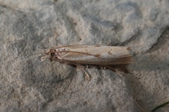 Agriphila inquinatella