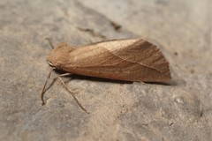 Compsoptera opacaria