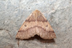 Crocallis dardoinaria