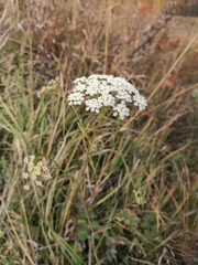 Pimpinella saxifraga
