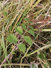 Pimpinella saxifraga