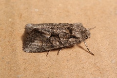 Dryobotodes monochroma