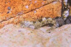 Entomacrodus striatus