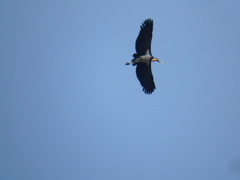 Leptoptilos javanicus