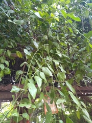 Salvadora persica