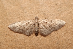Eupithecia inturbata