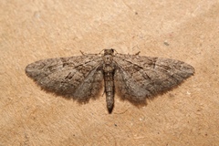 Eupithecia oxycedrata