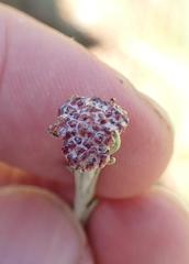 Helichrysum oligopappum