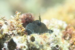 Entomacrodus stellifer