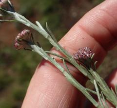 Helichrysum oligopappum