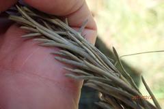Helichrysum oligopappum