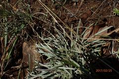 Helichrysum oligopappum