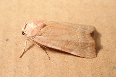 Noctua tirrenica