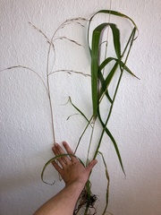 Bromus ramosus