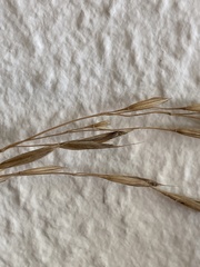Bromus ramosus