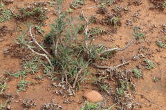Pachypodium