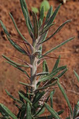 Pachypodium