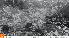 Cephalophorus weynsi