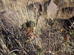 Melianthus