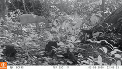 Cephalophorus weynsi