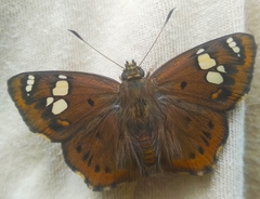 Coladenia indrani