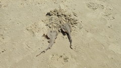 Glaucostegus cemiculus