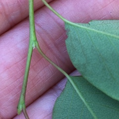Amelanchier pallida
