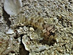 Batrachomoeus trispinosus
