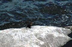 Microcarbo coronatus