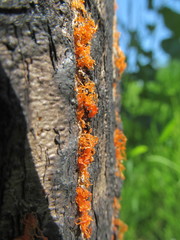 Cytospora chrysosperma