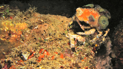 Cyclocoeloma tuberculatum