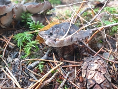 Boletopsis leucomelaena