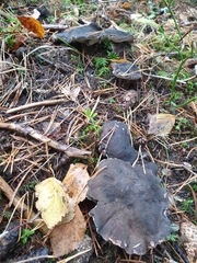 Boletopsis leucomelaena