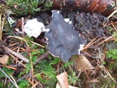 Boletopsis leucomelaena