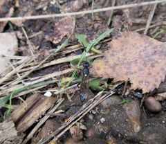 Ichneumon deliratorius